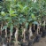嫁接四季桂花树苗盆栽浓香型花卉植物丹桂金桂庭院室内带开花