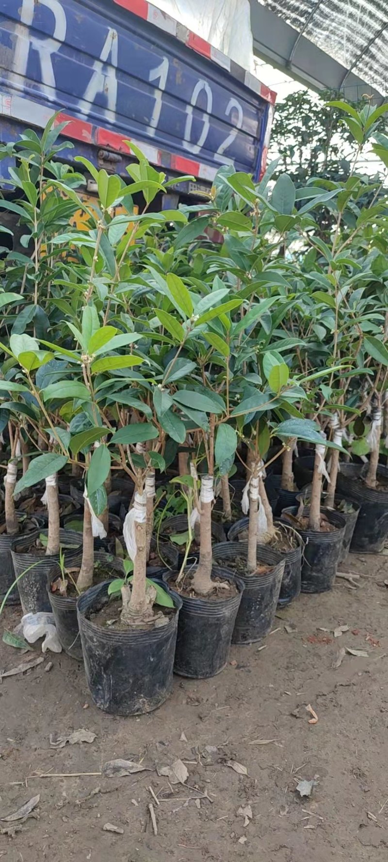 嫁接四季桂花树苗盆栽浓香型花卉植物丹桂金桂庭院室内带开花