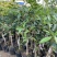 嫁接四季桂花树苗盆栽浓香型花卉植物丹桂金桂庭院室内带开花
