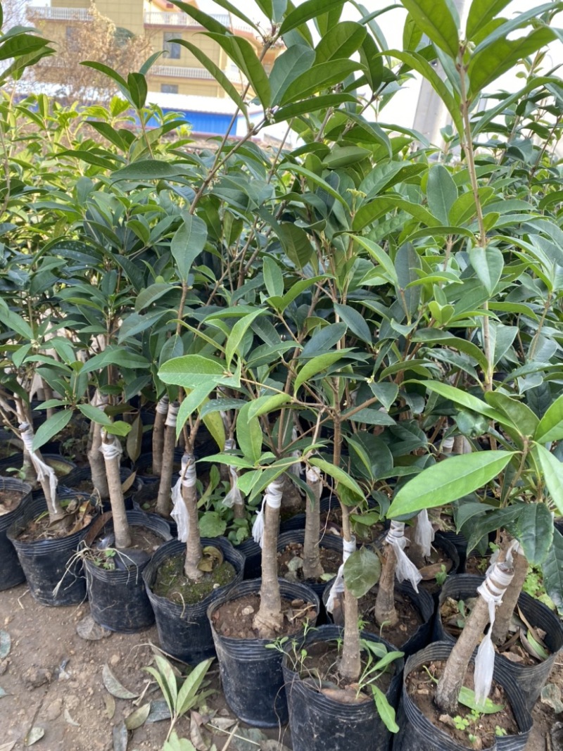 嫁接四季桂花树苗盆栽浓香型花卉植物丹桂金桂庭院室内带开花