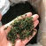 小叶苦丁茶绿茶500克