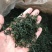 小叶苦丁茶绿茶500克