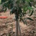 嫁接四季桂花树苗盆栽浓香型花卉植物丹桂金桂庭院室内带开花