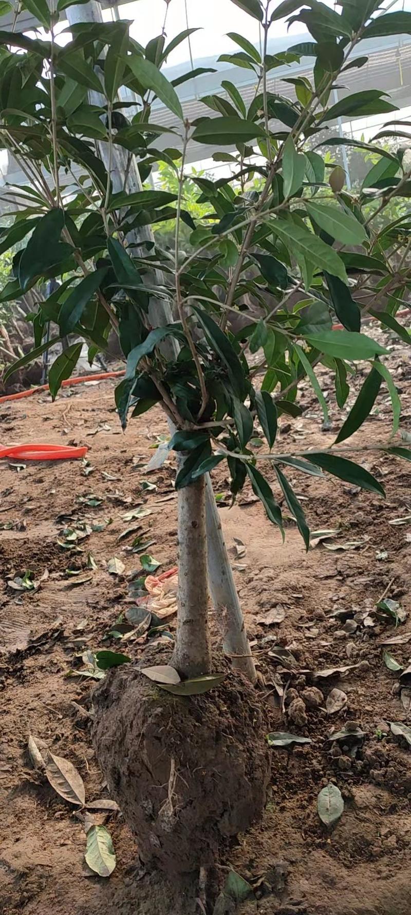 嫁接四季桂花树苗盆栽浓香型花卉植物丹桂金桂庭院室内带开花