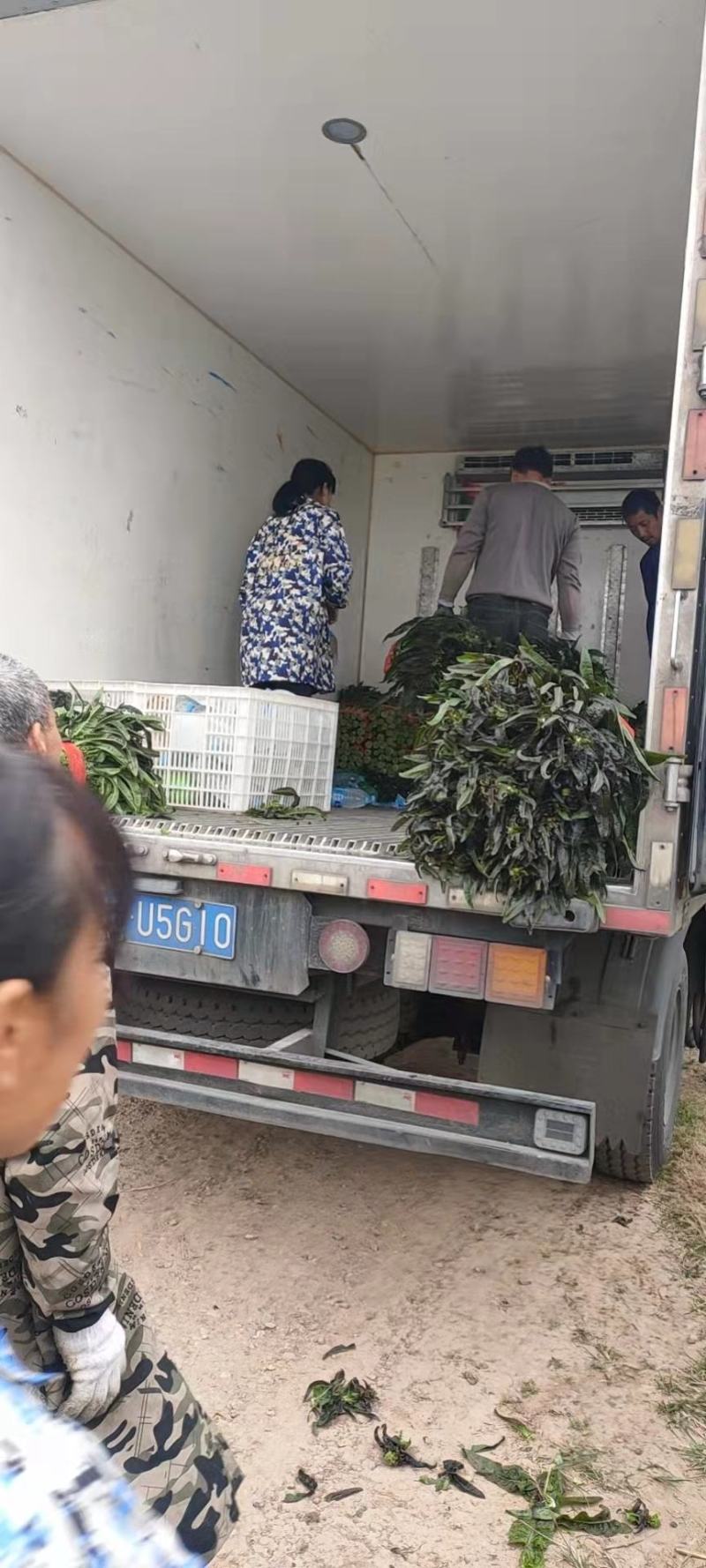 湖北万亩尖叶莴笋红叶香莴笋供应社区团购+批发商+工厂货