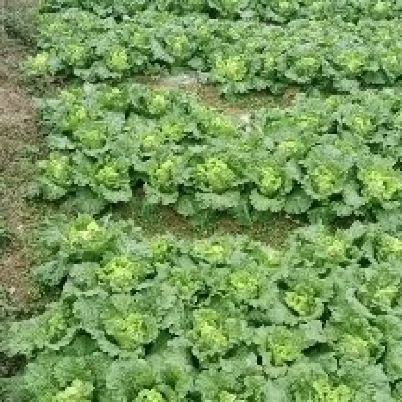 麻叶菜长年供应