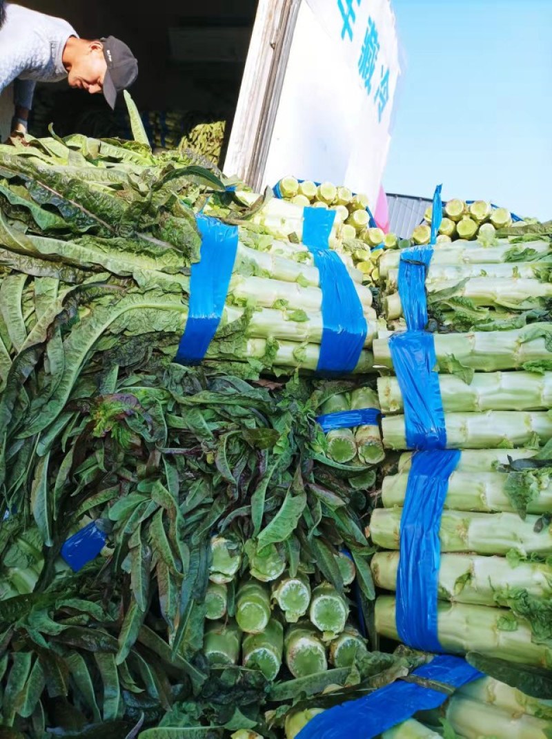 千亩莴笋大量上市，要的联系质量好，价格优，欢迎各地客户