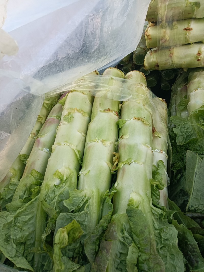 千亩莴笋大量上市，要的联系质量好，价格优，欢迎各地客户