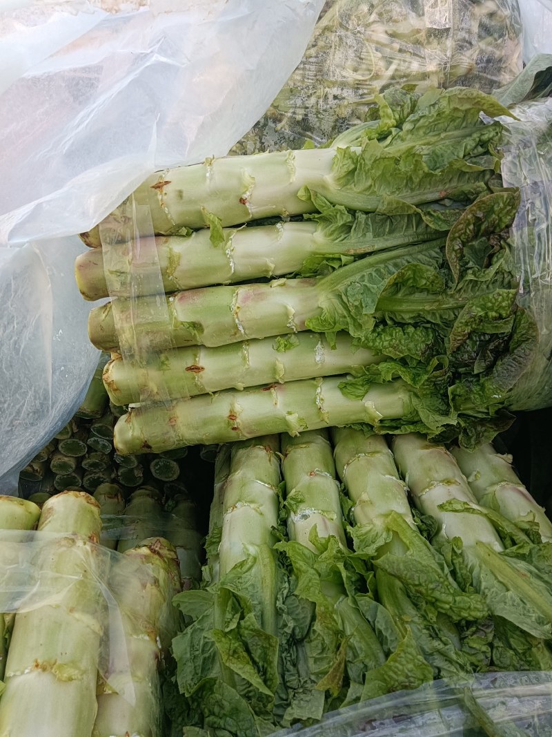 千亩莴笋大量上市，要的联系质量好，价格优，欢迎各地客户