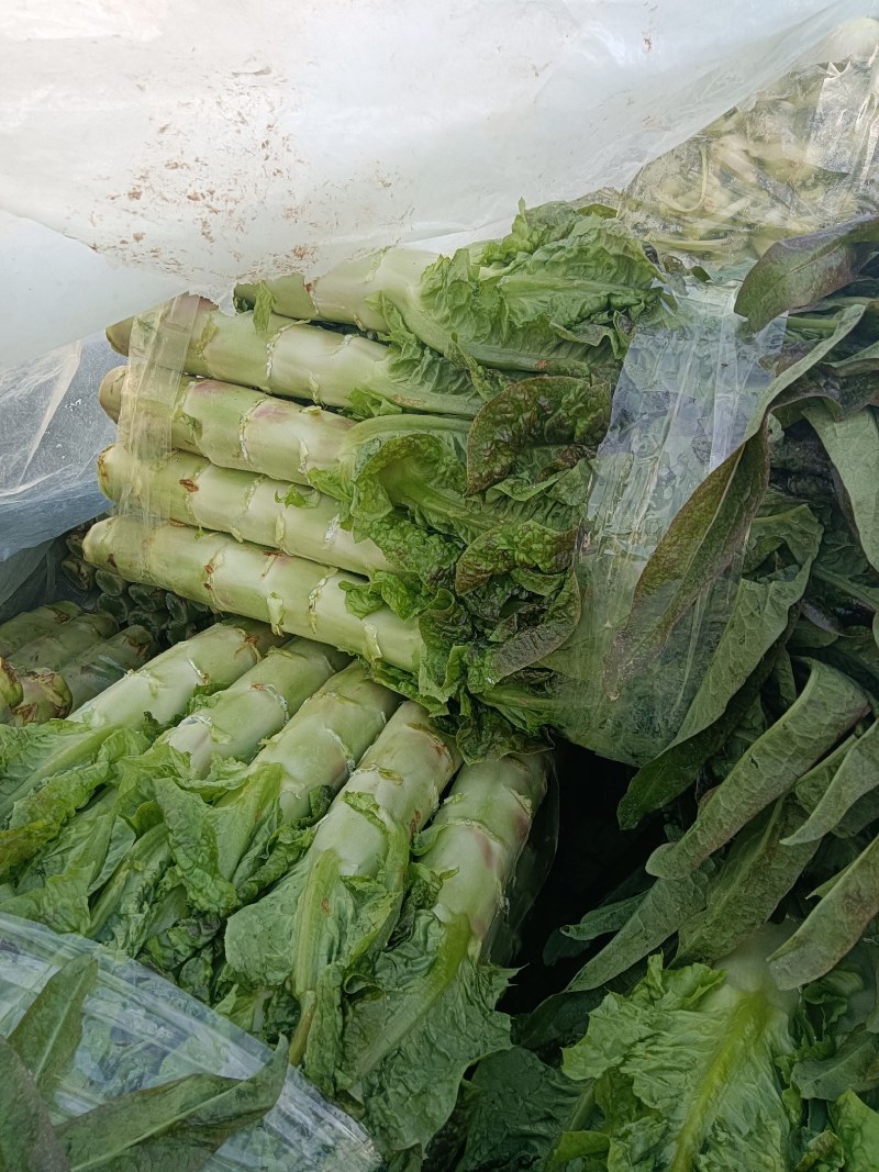 千亩莴笋大量上市，要的联系质量好，价格优，欢迎各地客户