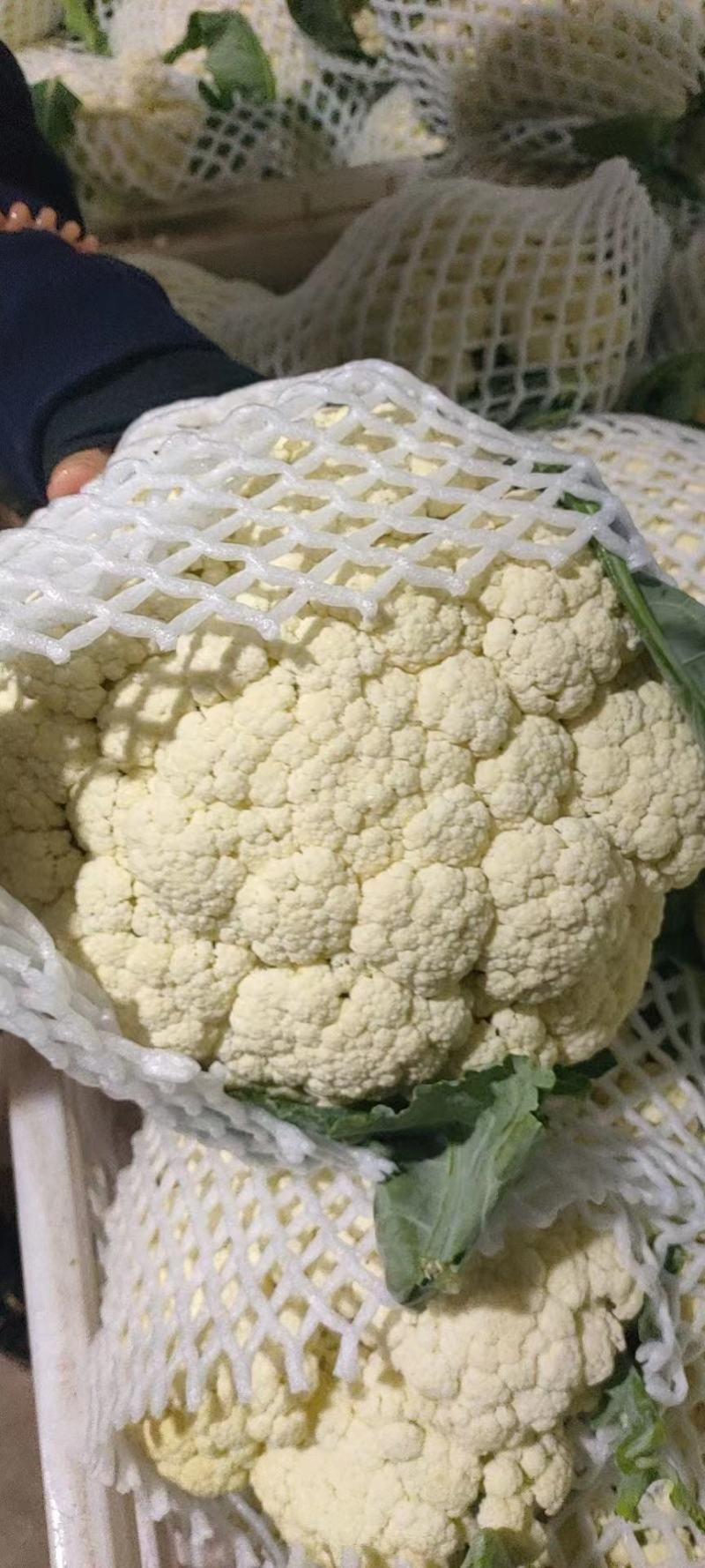 湖北枝江万亩松花菜散花白花实花有机供应加工厂+批发商