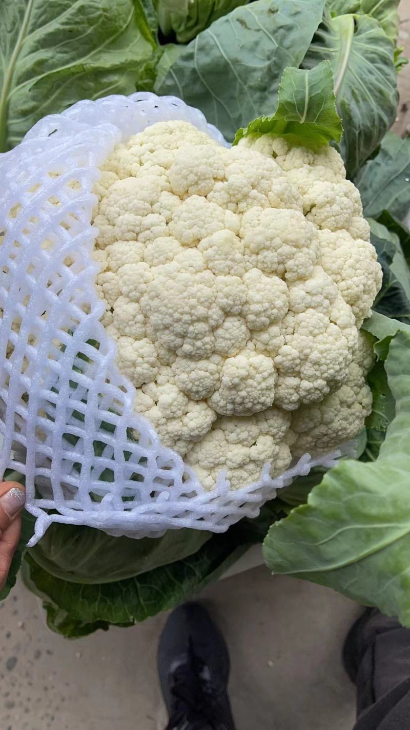 湖北枝江万亩松花菜散花白花实花有机供应加工厂+批发商