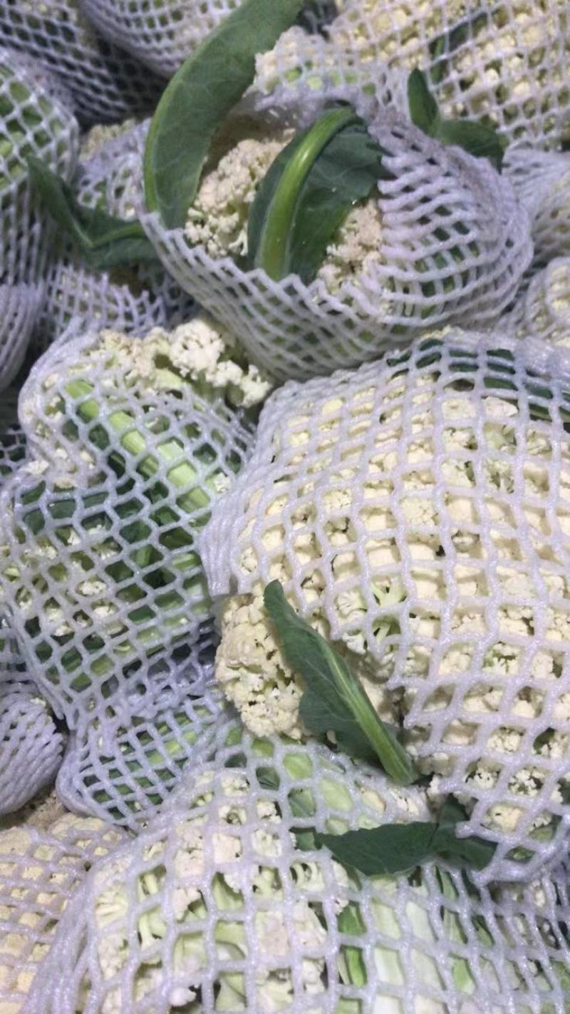 湖北枝江万亩松花菜散花白花实花有机供应加工厂+批发商