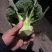 湖北万亩西兰花绿花菜花供应批发商+社区团购+工厂货