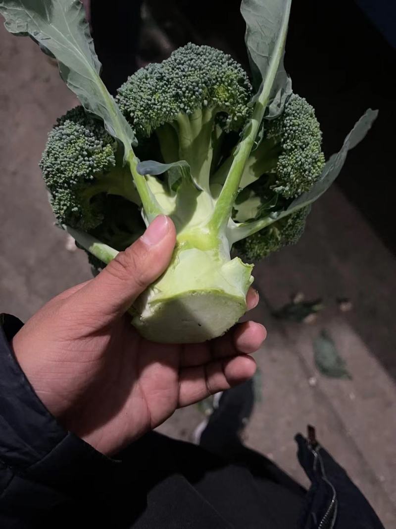 湖北万亩西兰花绿花菜花供应批发商+社区团购+工厂货