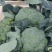 湖北万亩西兰花绿花菜花供应批发商+社区团购+工厂货