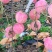 精品沂蒙山红富士苹果大量上市中规格齐全价格便宜欢迎