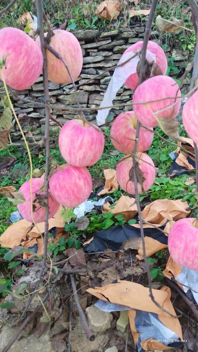 精品沂蒙山红富士苹果大量上市中规格齐全价格便宜欢迎
