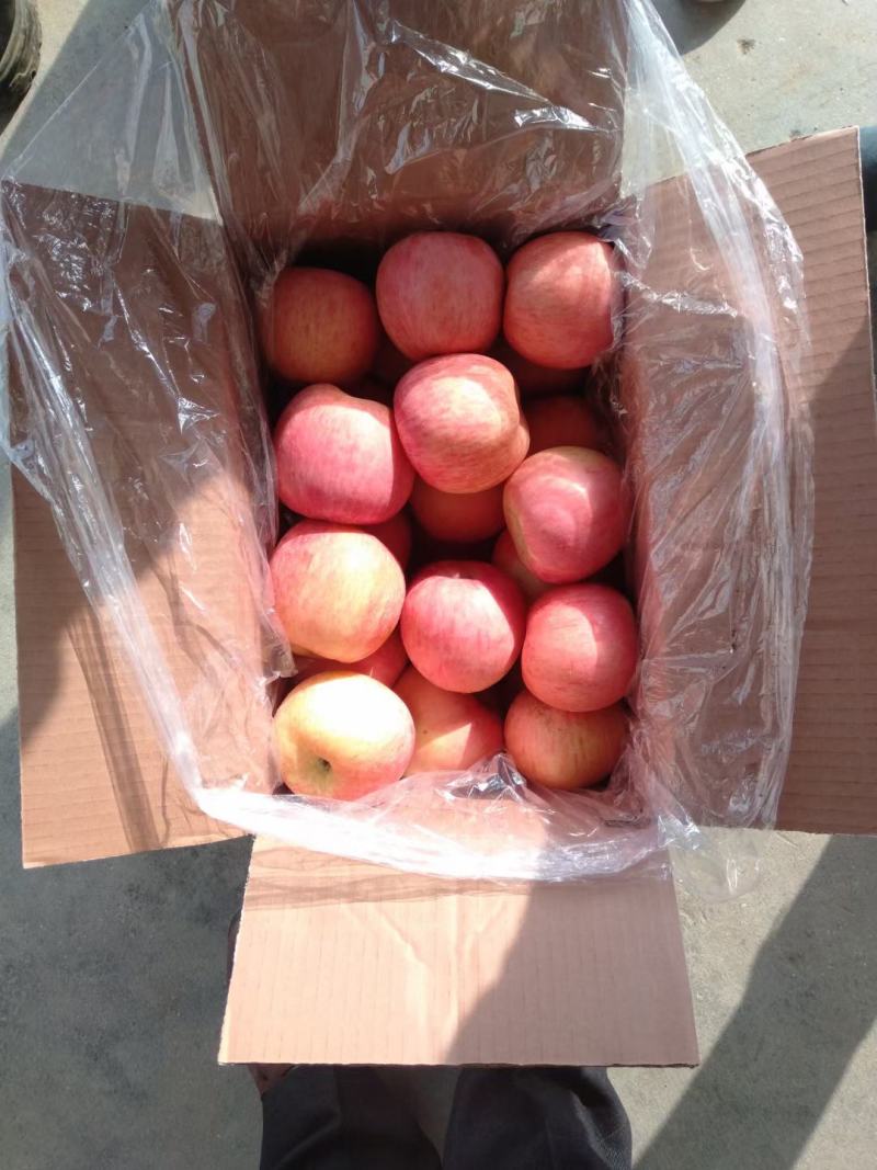 精品沂蒙山红富士苹果大量上市中规格齐全价格便宜欢迎