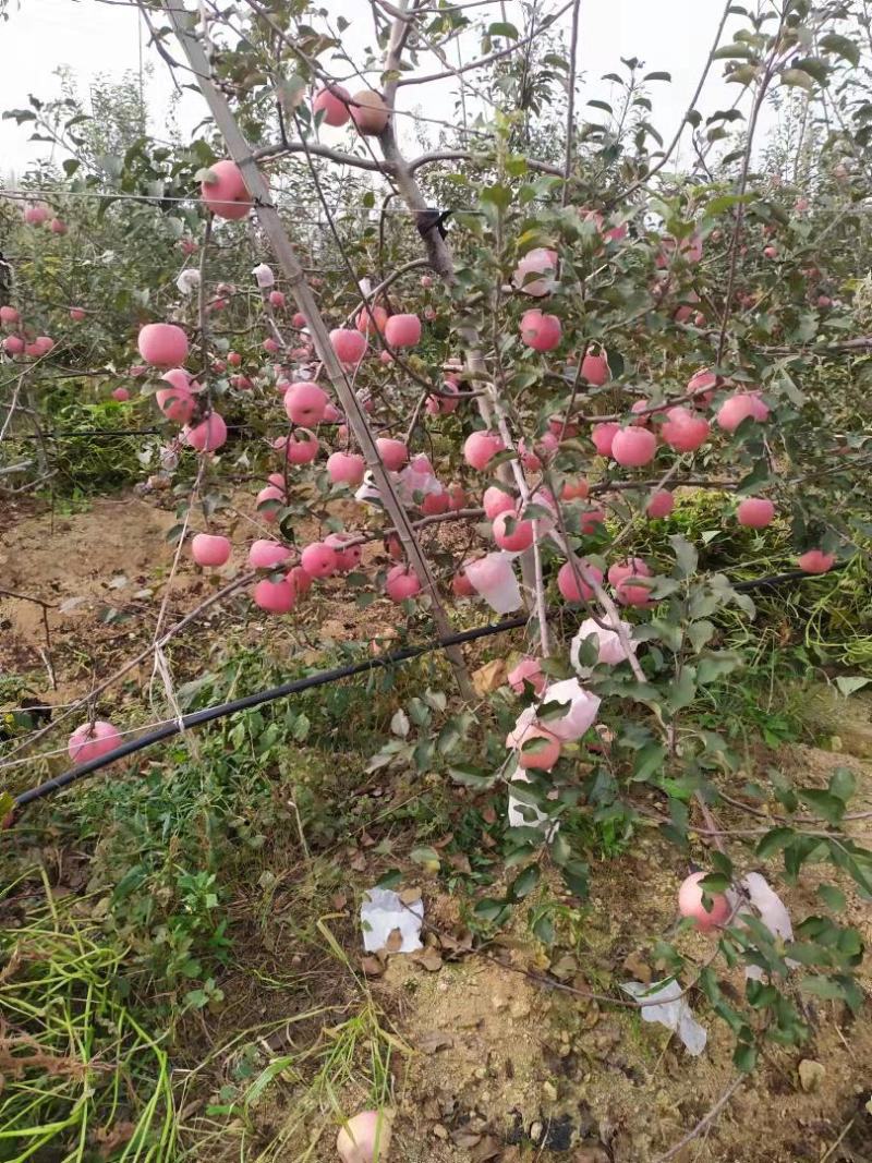 精品沂蒙山红富士苹果大量上市中规格齐全价格便宜欢迎