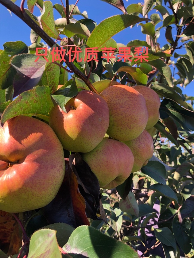 苹果梨子包邮东北延边延吉苹果梨冻梨特级梨龙井三合梨