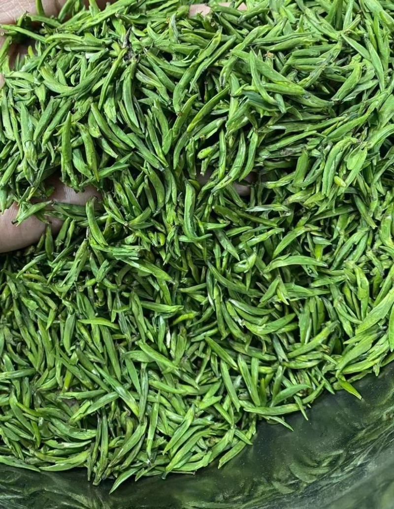 雀舌绿茶新茶嫩芽春茶明前清香500克