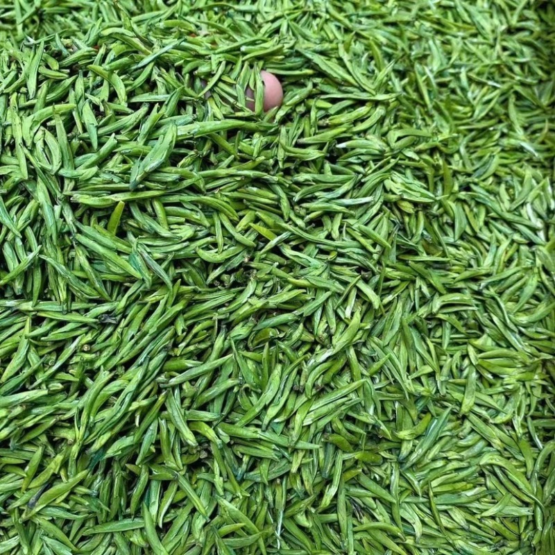 雀舌绿茶新茶嫩芽春茶明前清香500克