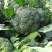 湖北万亩西兰花绿花菜花供应批发商+社区团购+工厂货
