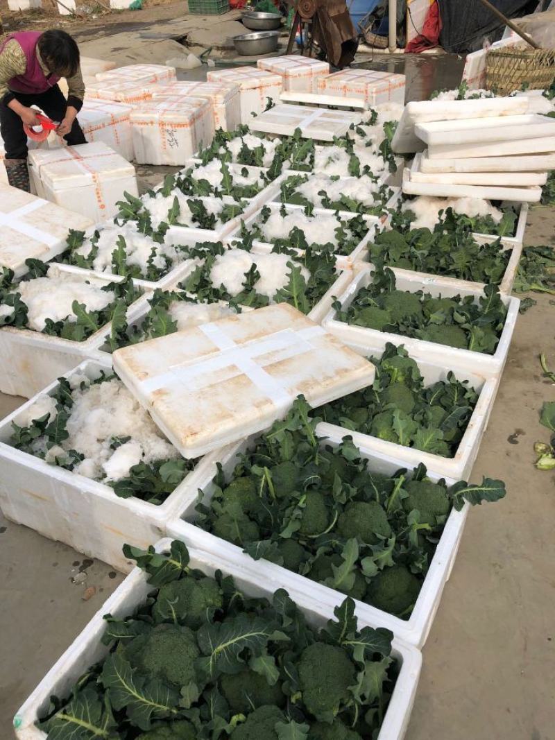 湖北万亩西兰花绿花菜花供应批发商+社区团购+工厂货
