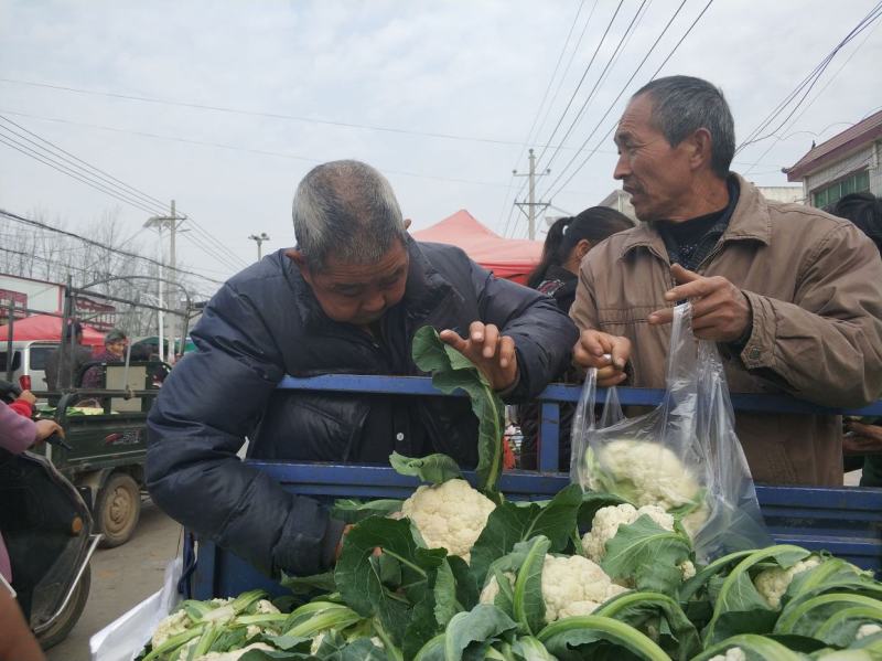 湖北枝江万亩松花菜散花白花实花有机供应加工厂+批发商
