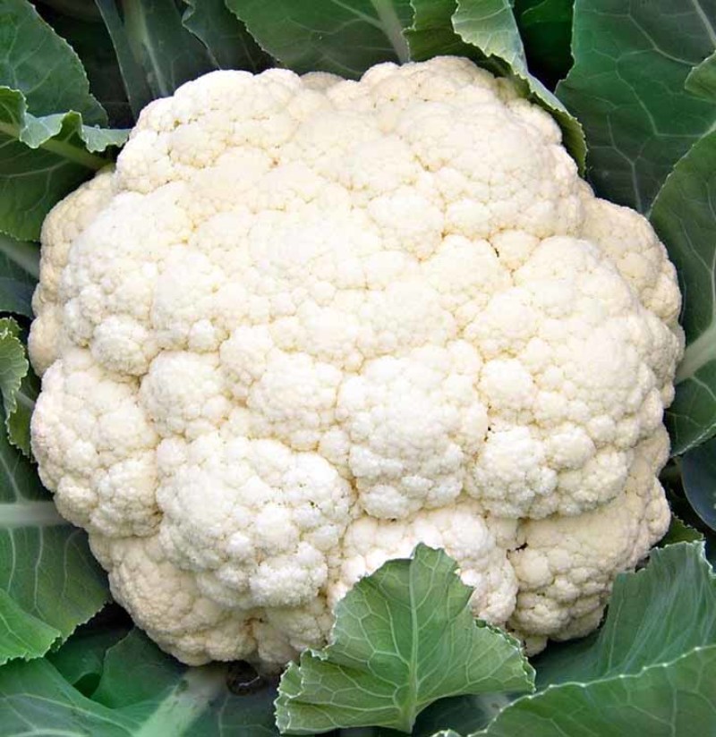 湖北枝江万亩松花菜散花白花实花有机供应加工厂+批发商