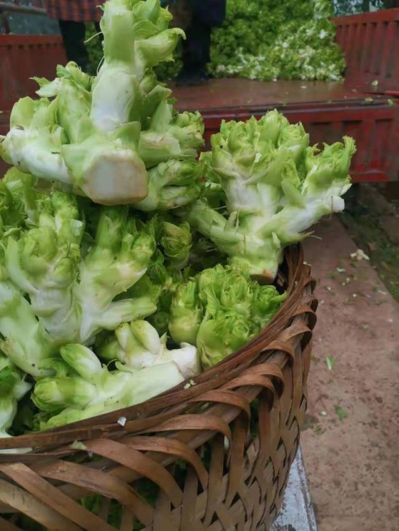儿菜抱儿菜母子菜，大量上市，量大从优欢迎