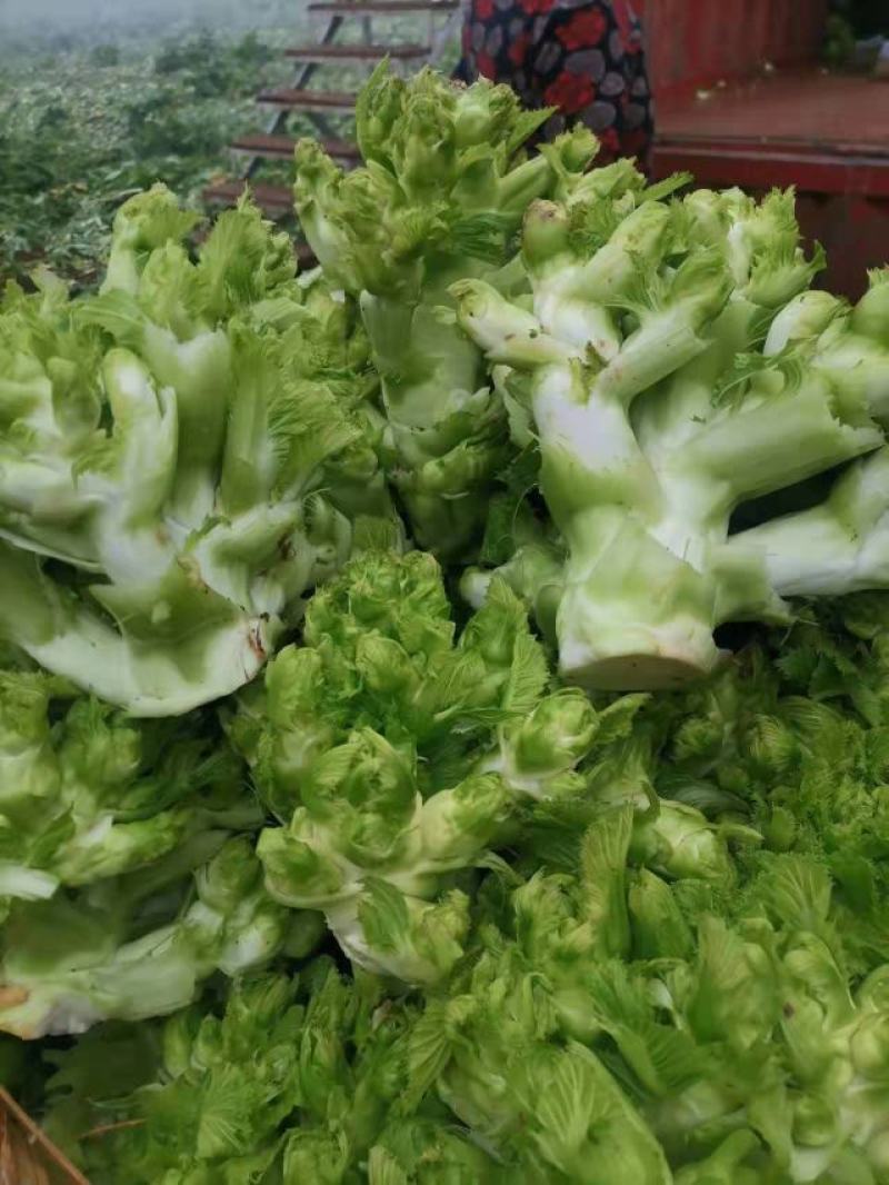 儿菜抱儿菜母子菜，大量上市，量大从优欢迎