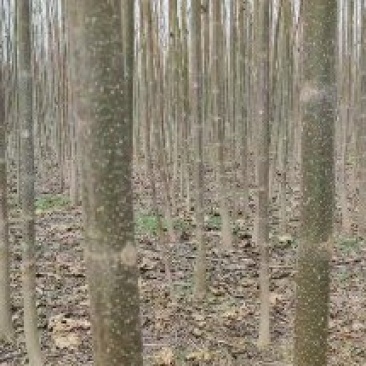 泡桐苗。山东曹县大量批发10以上公分泡桐苗两万棵