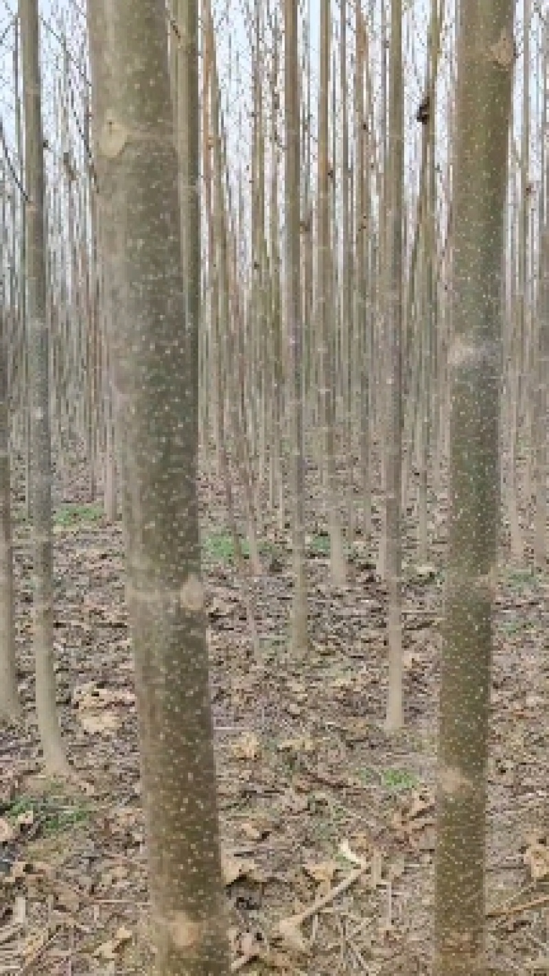 泡桐苗。山东曹县大量批发10以上公分泡桐苗两万棵