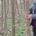 泡桐苗。山东曹县大量批发10以上公分泡桐苗两万棵