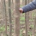 泡桐苗。山东曹县大量批发10以上公分泡桐苗两万棵