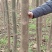 泡桐苗。山东曹县大量批发10以上公分泡桐苗两万棵