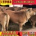肉牛犊价格优惠政策合理包技术指导免费专车送货
