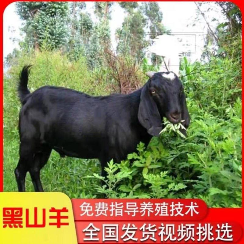 山羊黑山羊屠宰羊活羊到家过磅付款专车送货