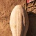 蜜本南瓜头茬千亩基地,工厂货电商货常年供应