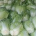 【精品】大白菜品种齐全大量上市产地直销质量保证