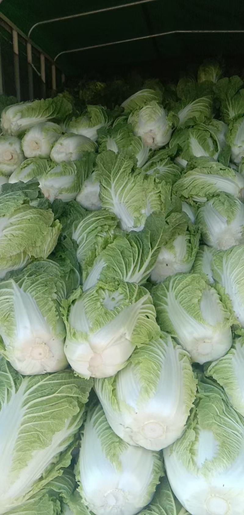 【精品】大白菜品种齐全大量上市产地直销质量保证