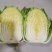 【精品】大白菜品种齐全大量上市产地直销质量保证