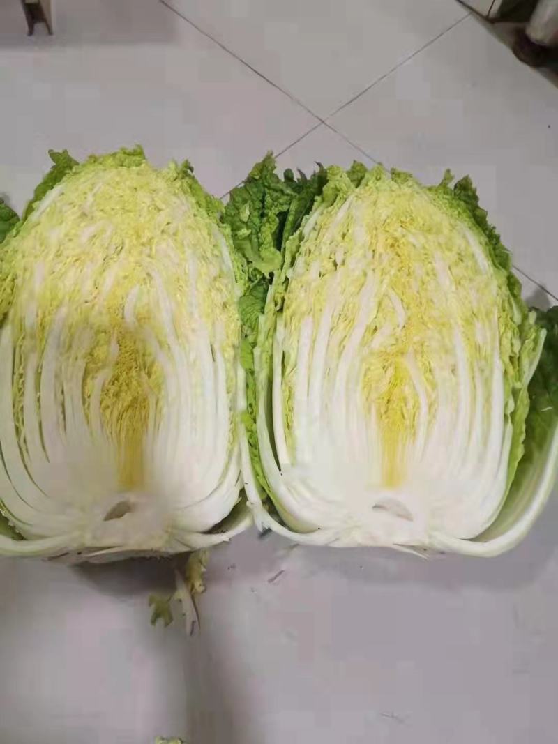 【精品】大白菜品种齐全大量上市产地直销质量保证