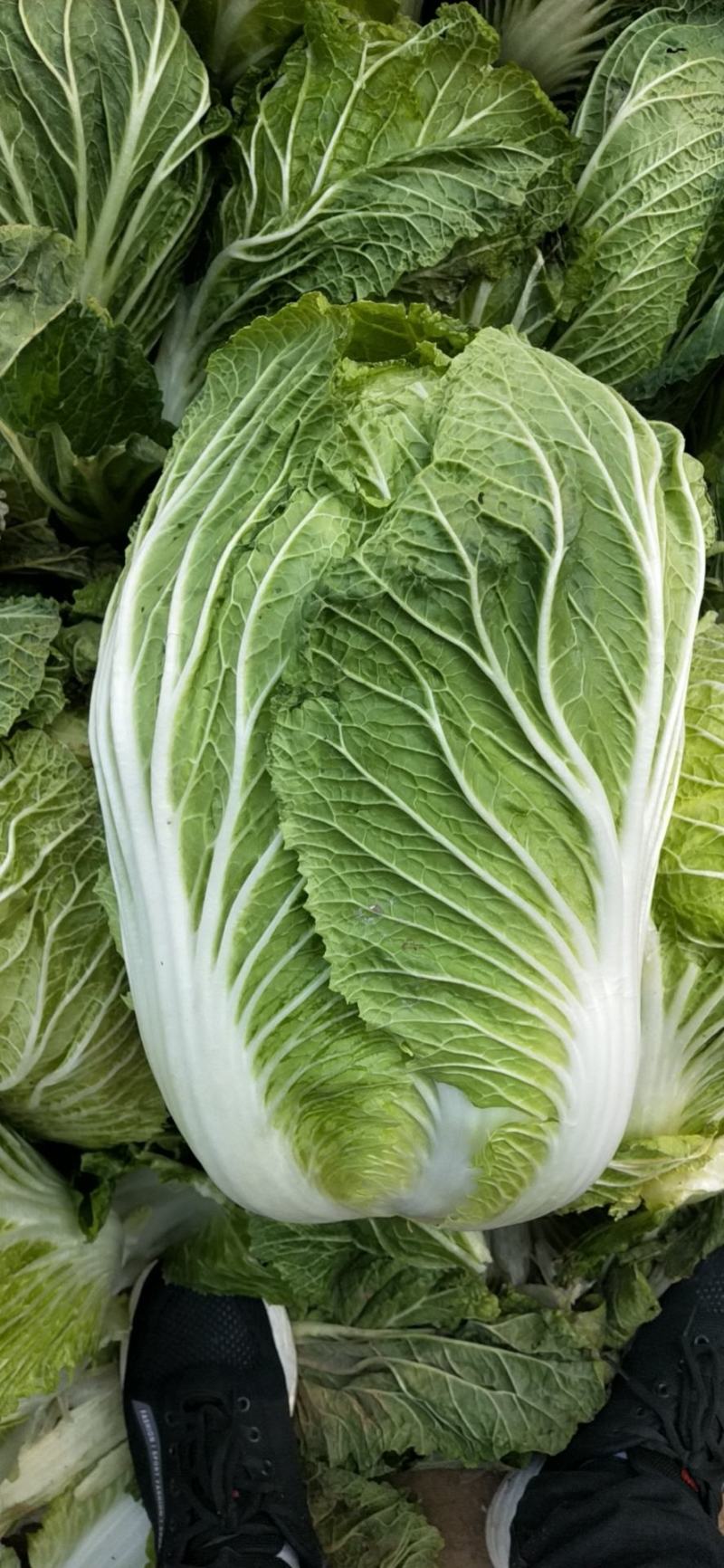 【精品】大白菜品种齐全大量上市产地直销质量保证