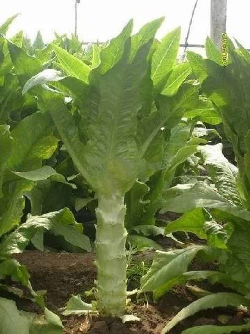 万亩红莴笋红叶莴笋供应社区团购+批发商+工厂货