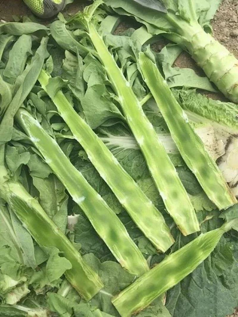 万亩红莴笋红叶莴笋供应社区团购+批发商+工厂货