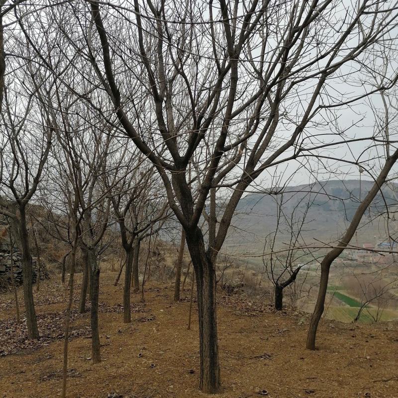 黄栌苗，黄栌小苗。大量有货各种规格彩叶树种