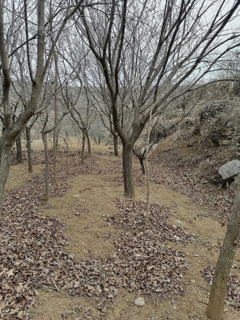 黄栌苗，黄栌小苗。大量有货各种规格彩叶树种